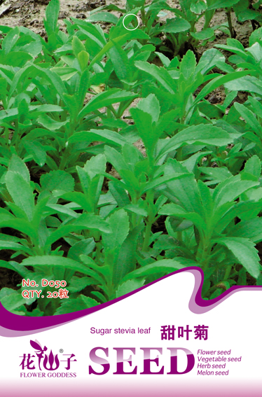 甜叶菊